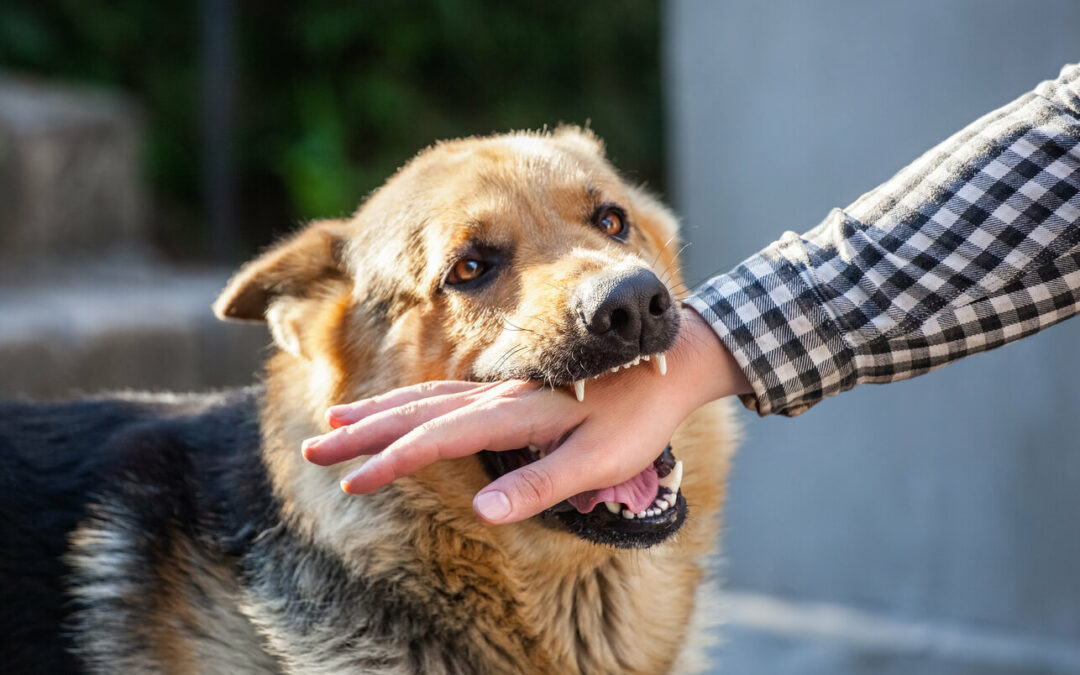 Dog Bite Liability in South Carolina