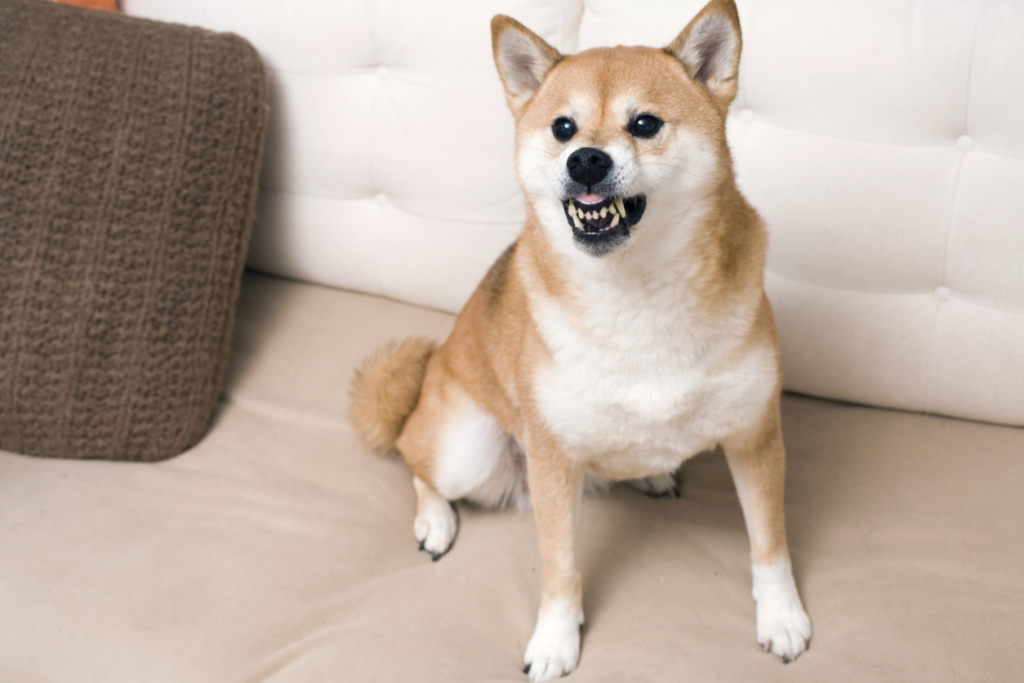 agitated-dog-growling-and-showing-teeth