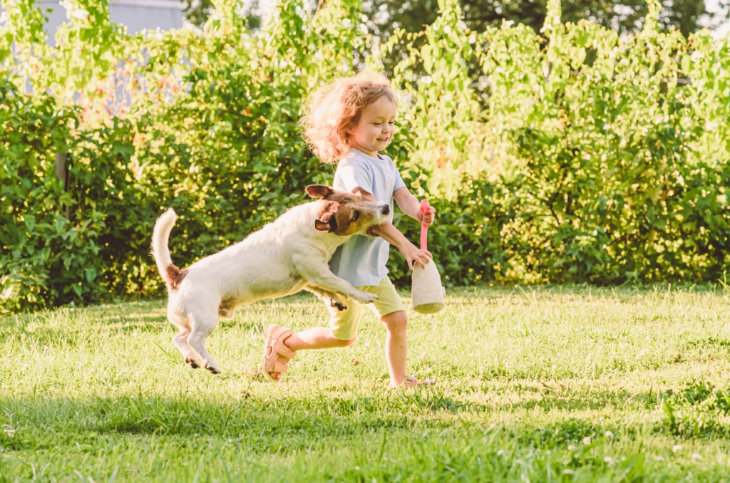 dog-biting-toddlers-arm-while-running-in-grass